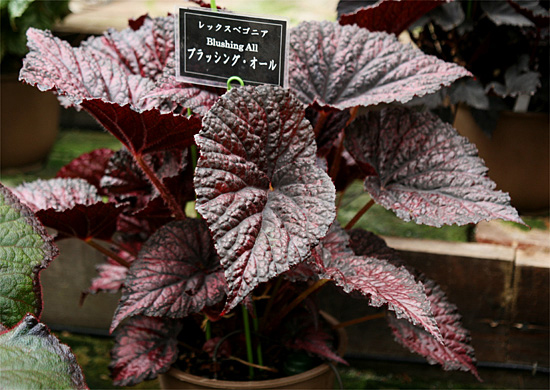 B. ‘Blushing Ole’